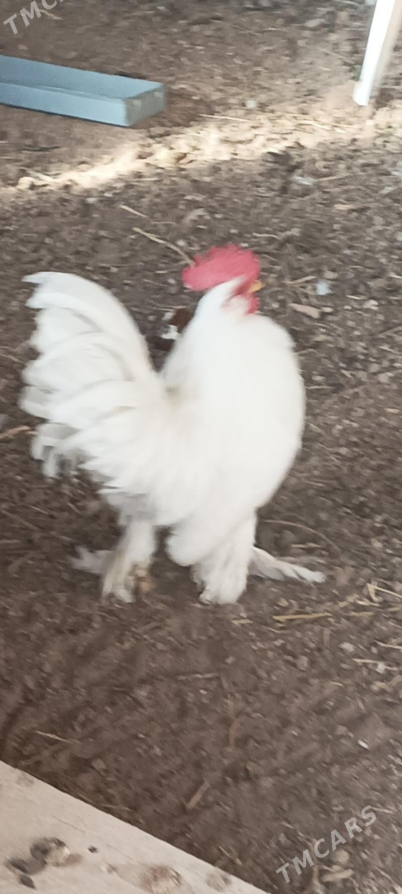 Ak karlik Horaz - Чарджоу - img 3