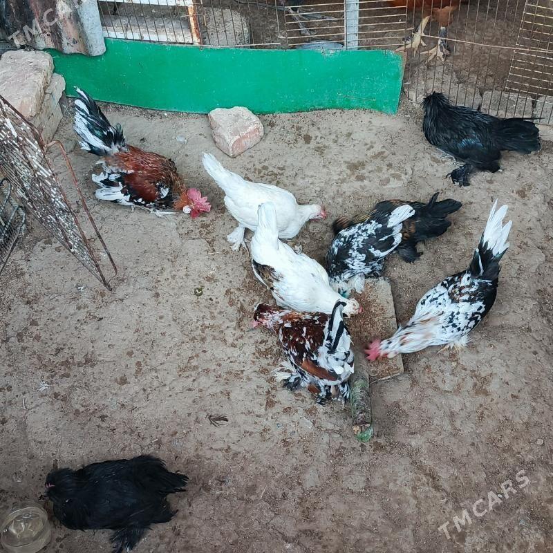 Karlik Towyk horaz - Гарадамак - img 2