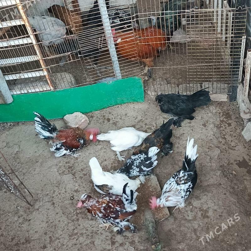 Karlik Towyk horaz - Гарадамак - img 3