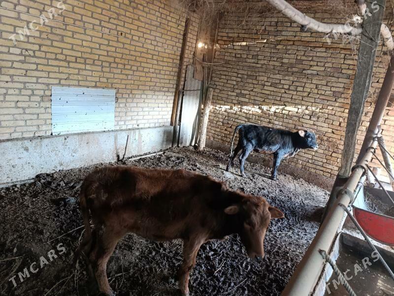 unajyn - Türkmenabat - img 1