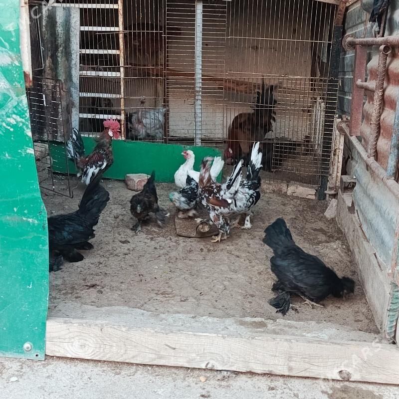 Karlik Towyk horaz - Гарадамак - img 7