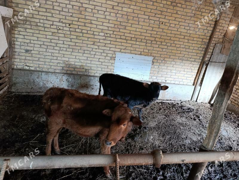 unajyn - Türkmenabat - img 5