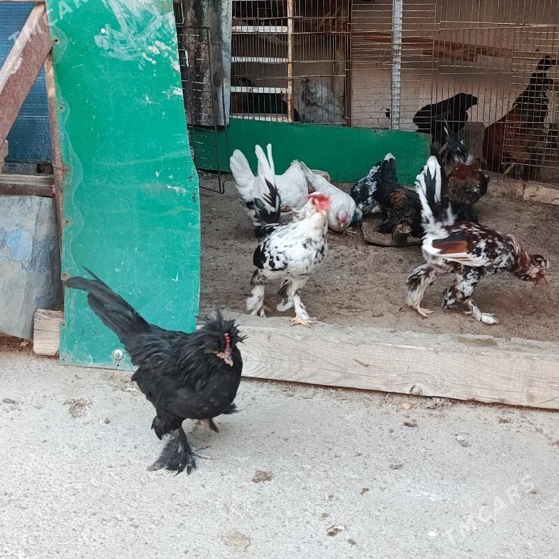 Karlik Towyk horaz - Гарадамак - img 6