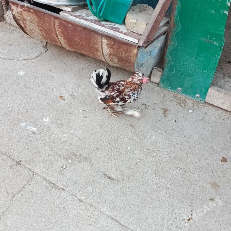 Karlik Towyk horaz - Гарадамак - img 4