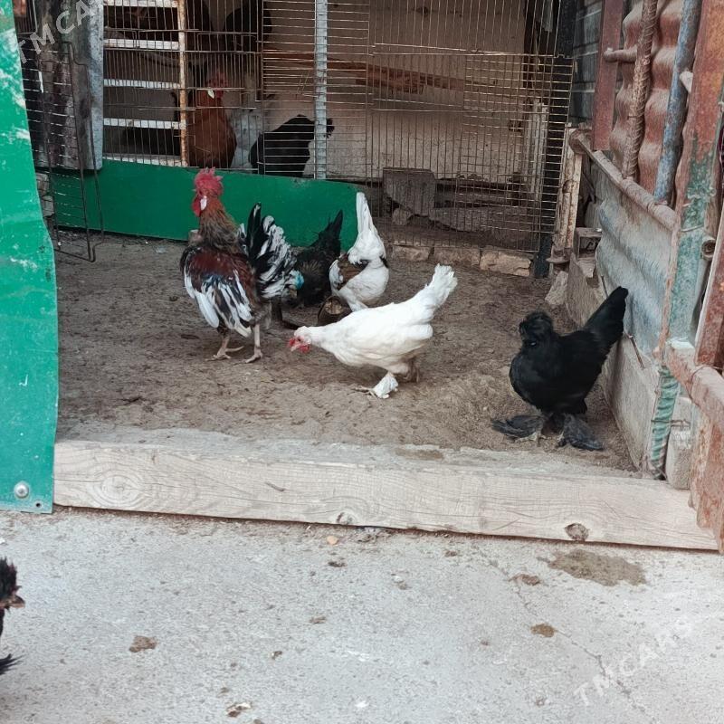 Karlik Towyk horaz - Гарадамак - img 5