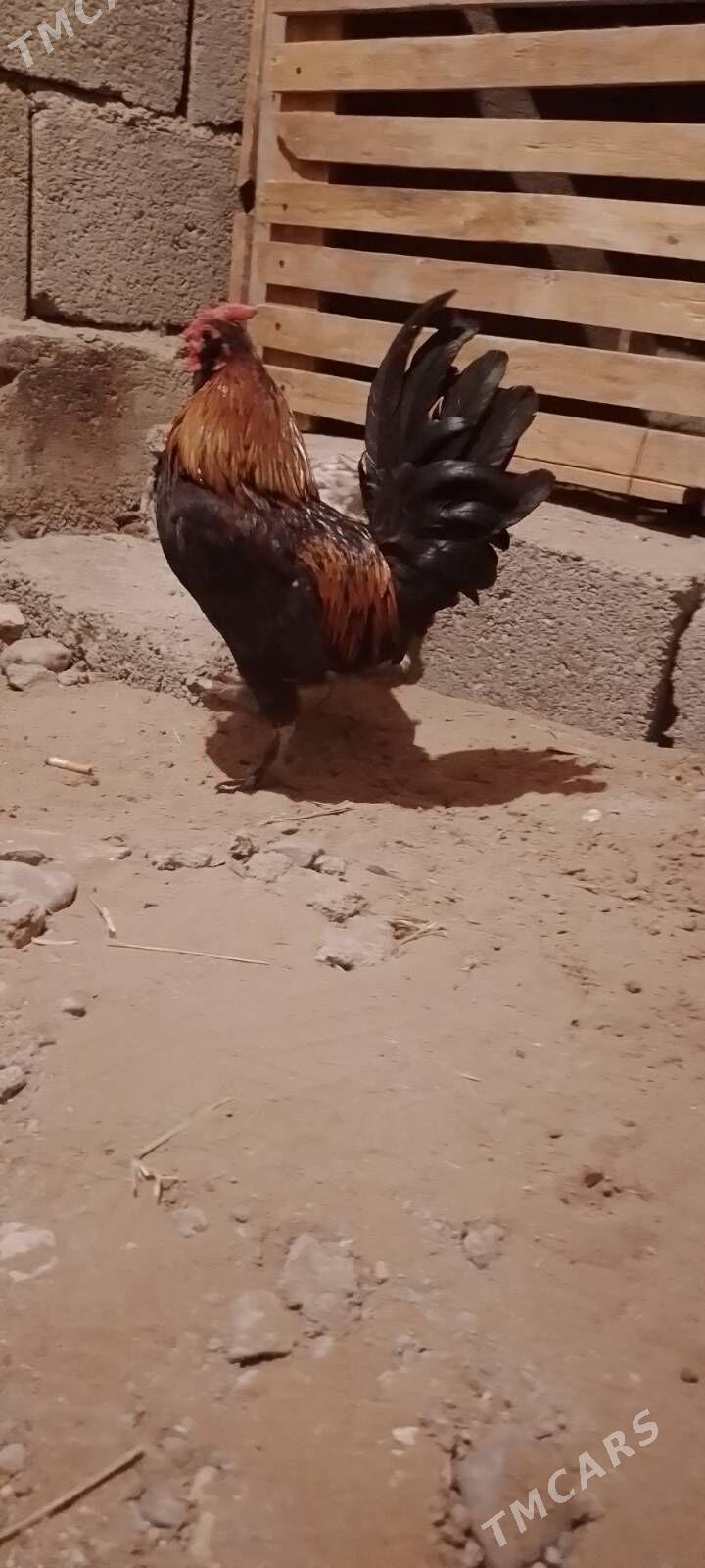 Karlik Towyk horaz - Гарадамак - img 1