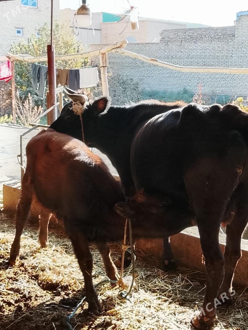 goleli sygyr - Дянев - img 3