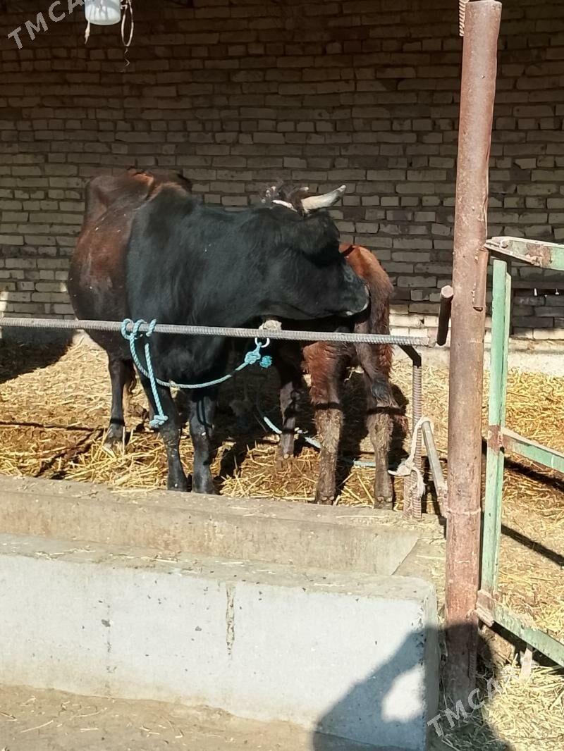 goleli sygyr - Дянев - img 2