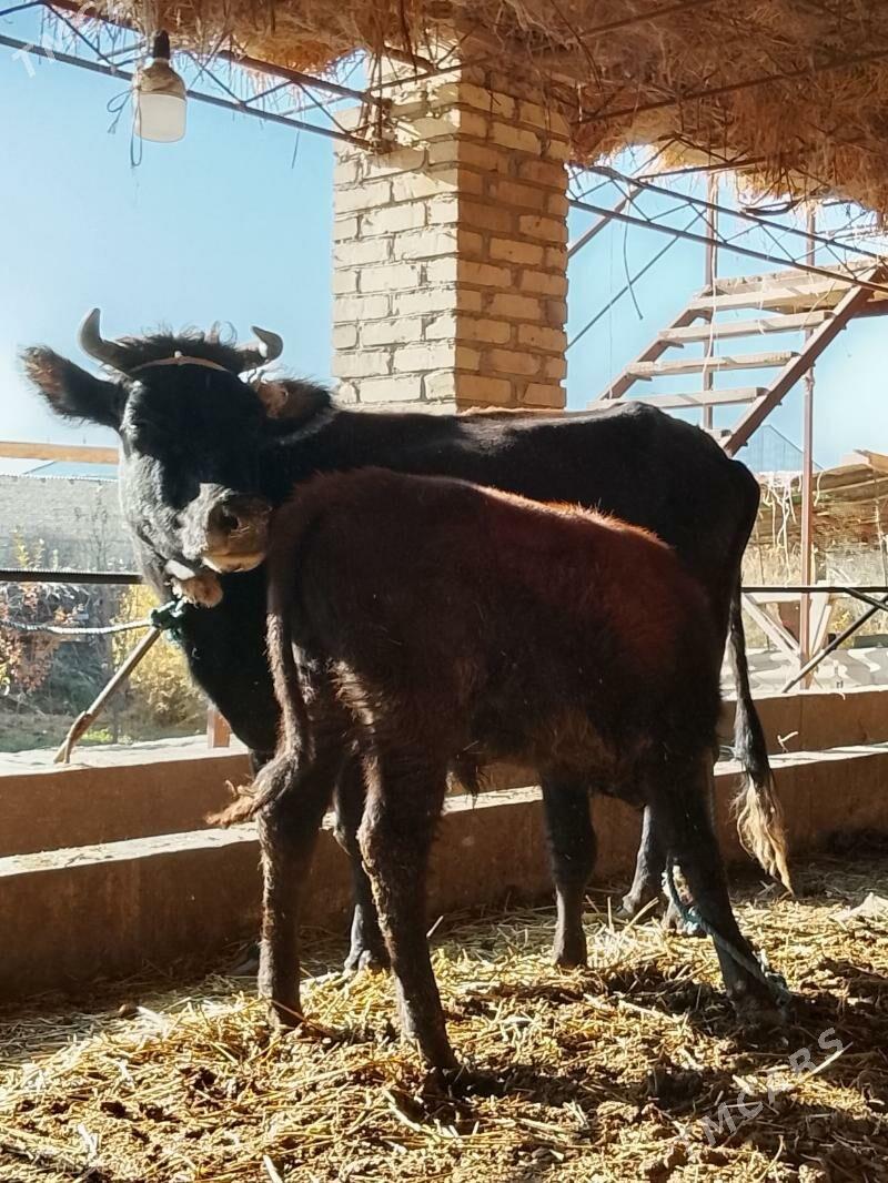 goleli sygyr - Дянев - img 5