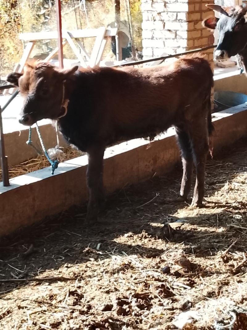 goleli sygyr - Дянев - img 6