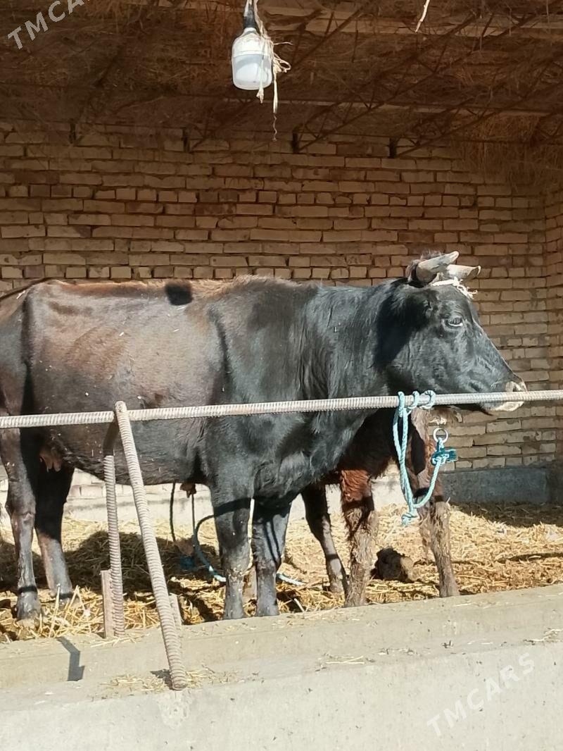 goleli sygyr - Дянев - img 7