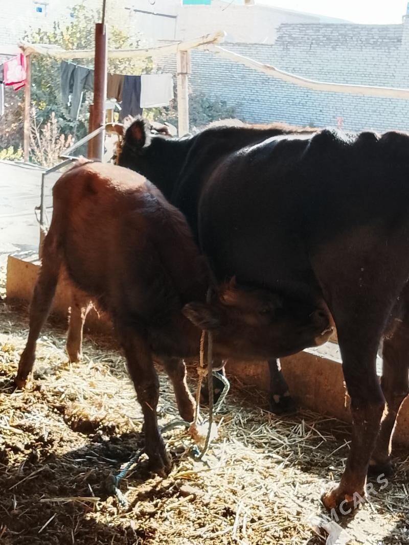 goleli sygyr - Дянев - img 4