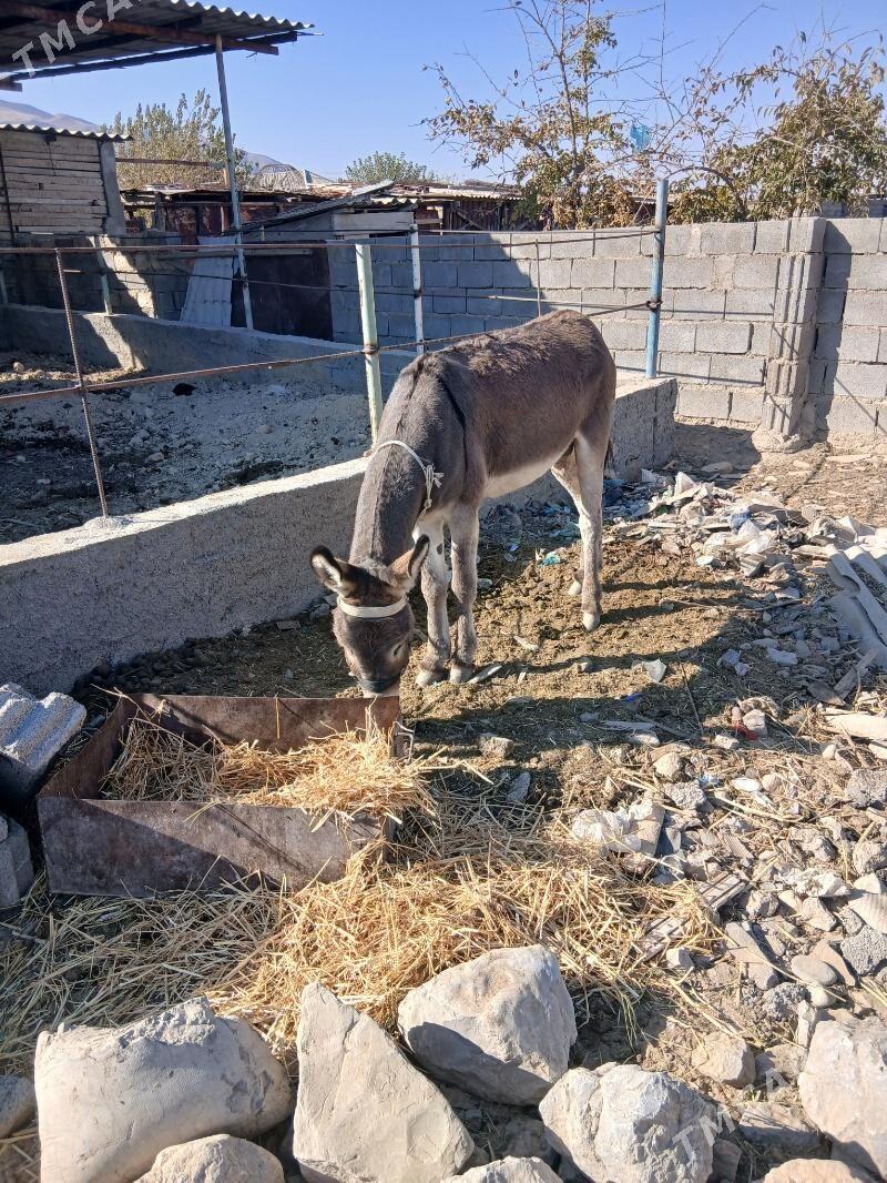 esek - Ak bugdaý etraby - img 3