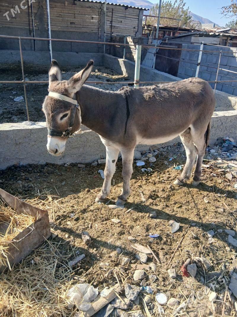 esek - Ak bugdaý etraby - img 5