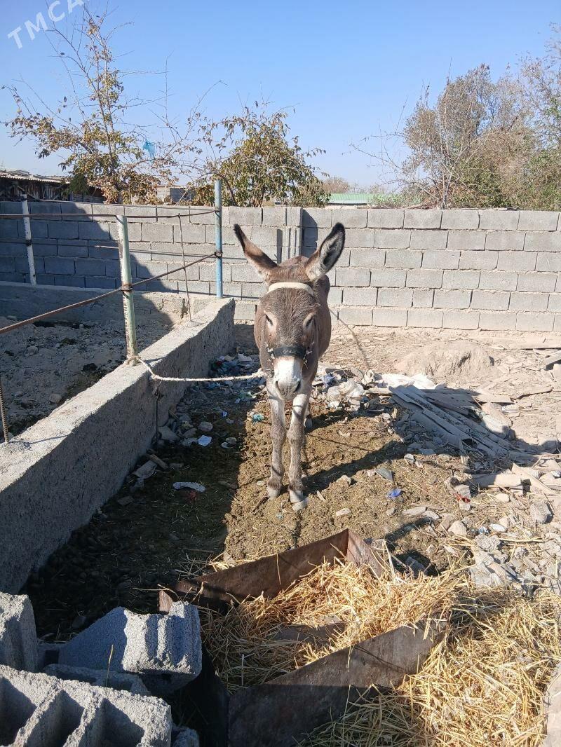 esek - Ak bugdaý etraby - img 2
