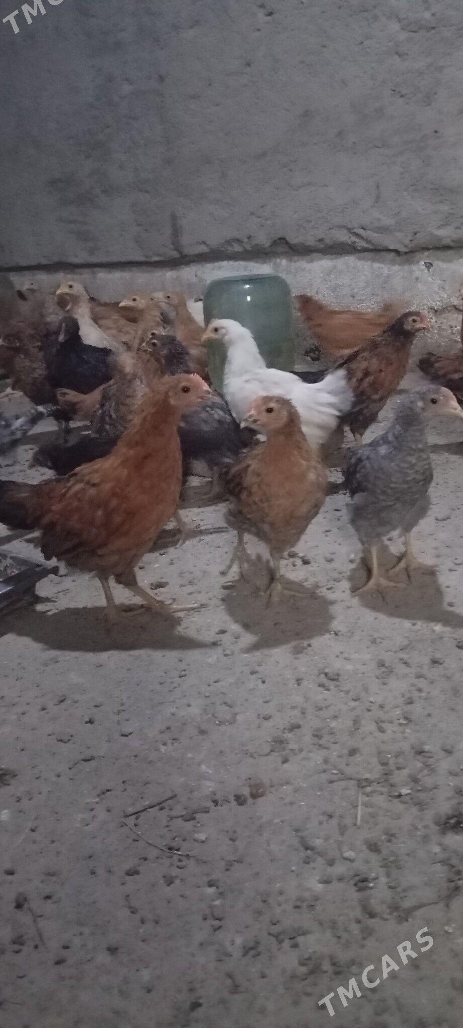 ELIN JÜJE - Bäherden - img 2