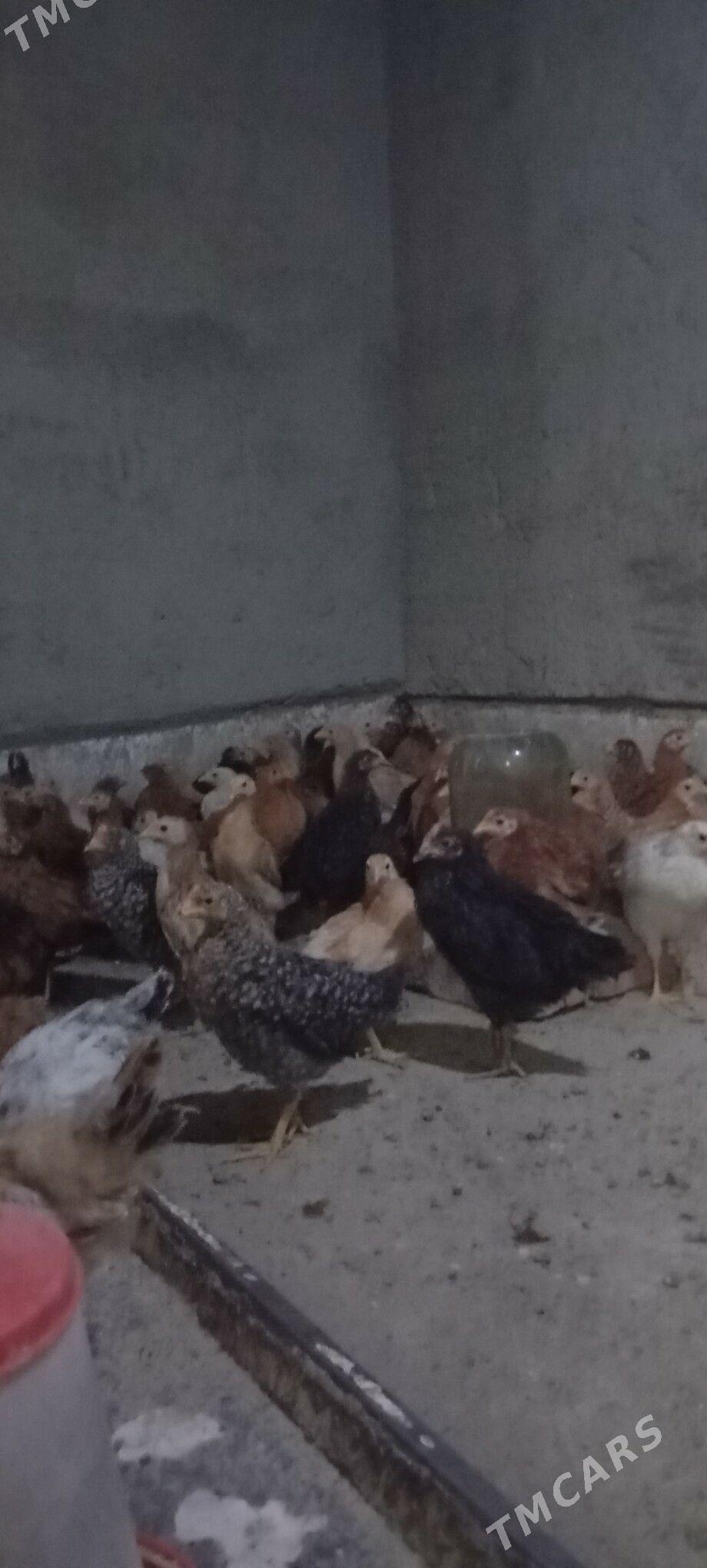 ELIN JÜJE - Bäherden - img 3