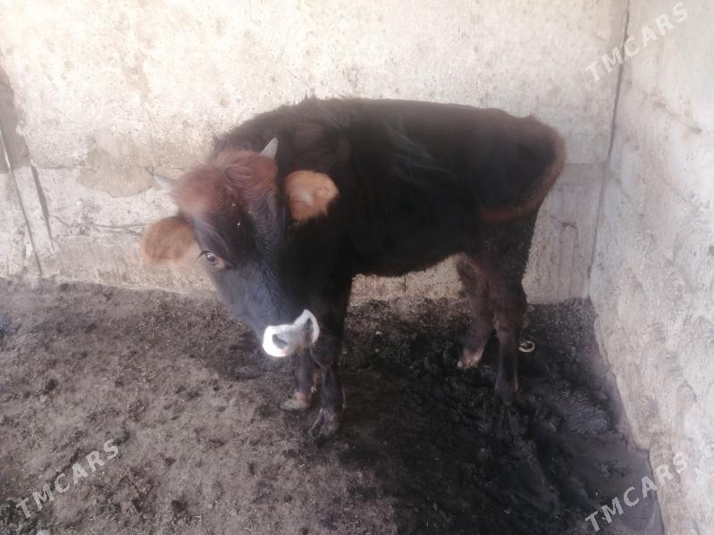 Tüwe - Aşgabat - img 2