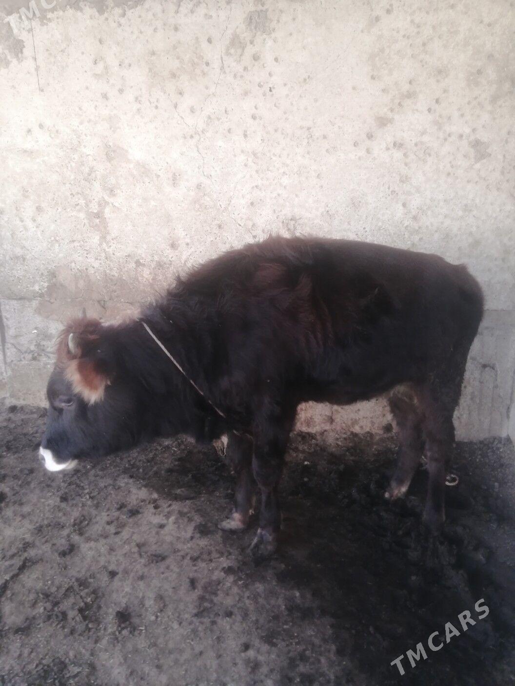 Tüwe - Aşgabat - img 4