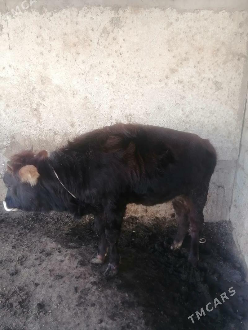 Tüwe - Aşgabat - img 3