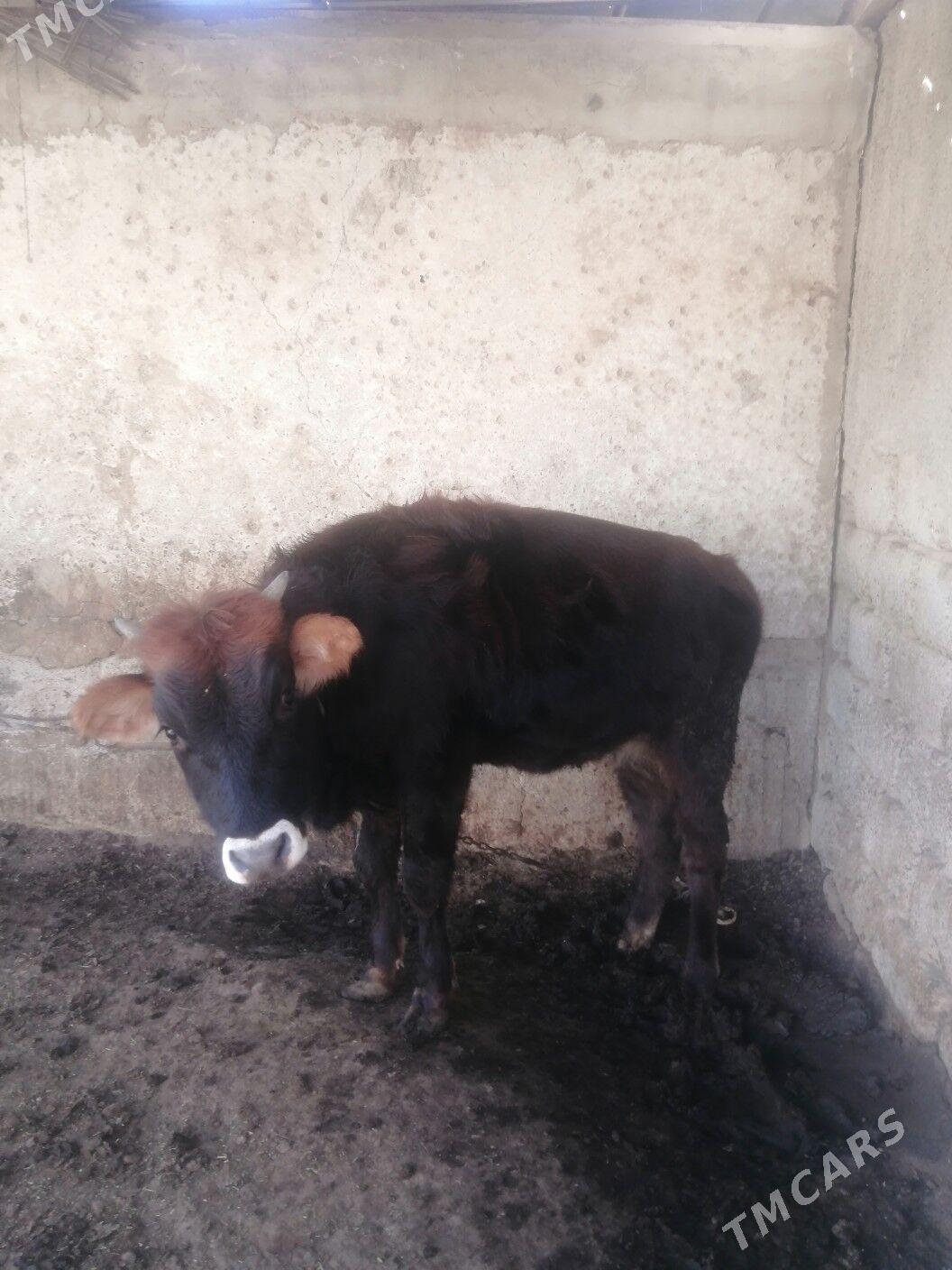 Tüwe - Aşgabat - img 5