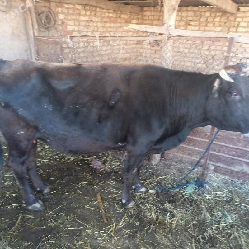 Sygyr - Babadaýhan - img 2