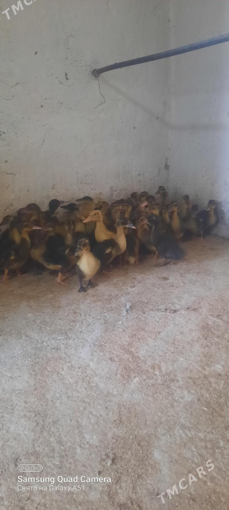 gaz jüje - Tejen - img 2