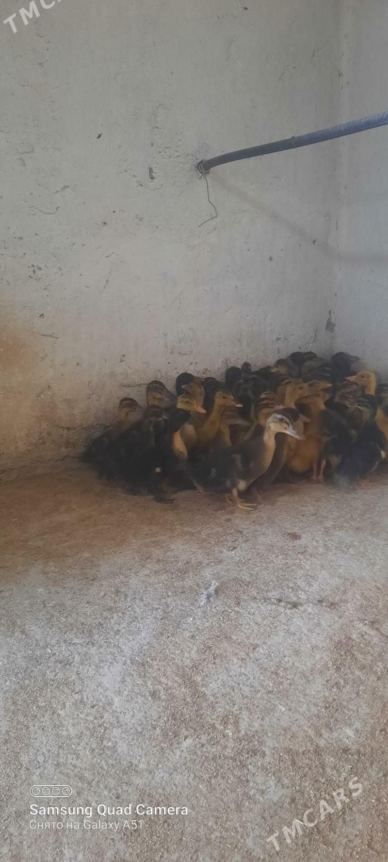 gaz jüje - Tejen - img 6