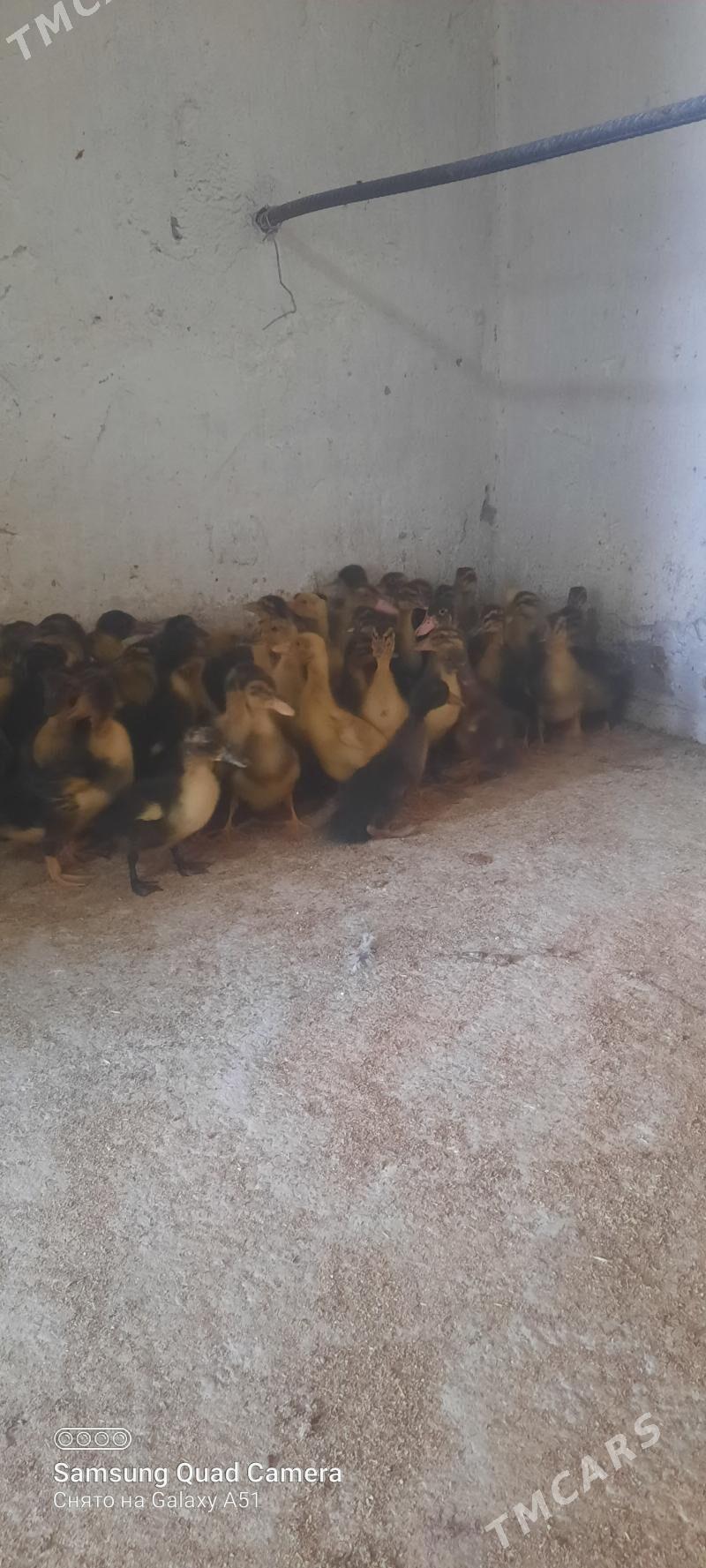 gaz jüje - Tejen - img 3