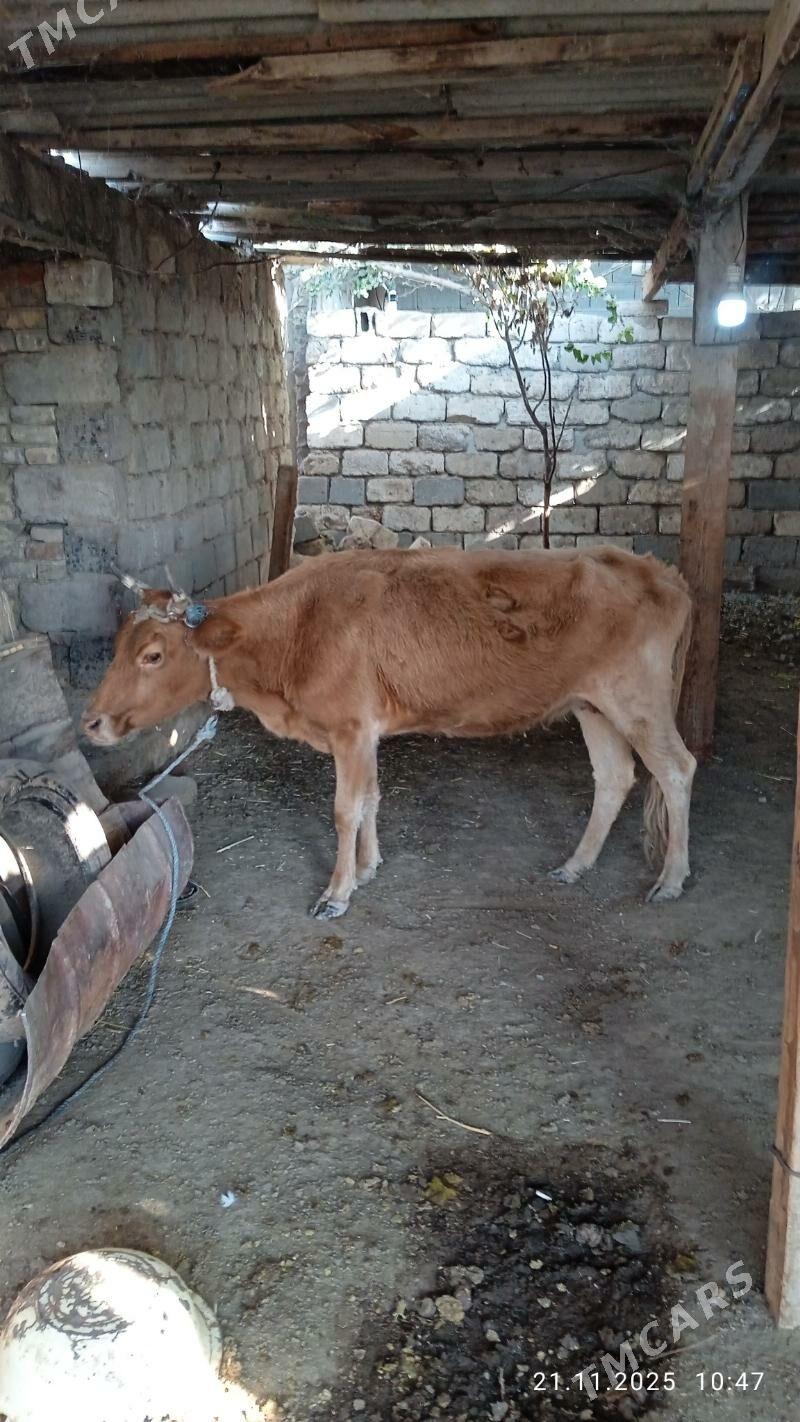 gysyrsygyr - Çoganly - img 2