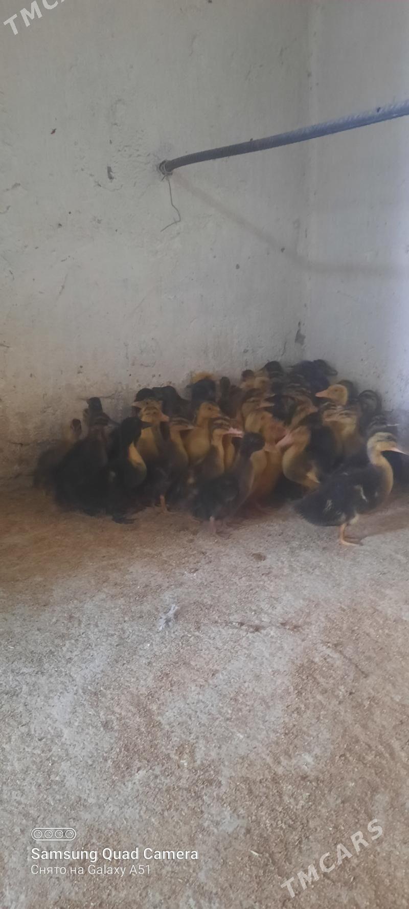 gaz jüje - Tejen - img 5