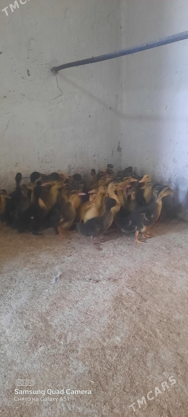 gaz jüje - Tejen - img 4