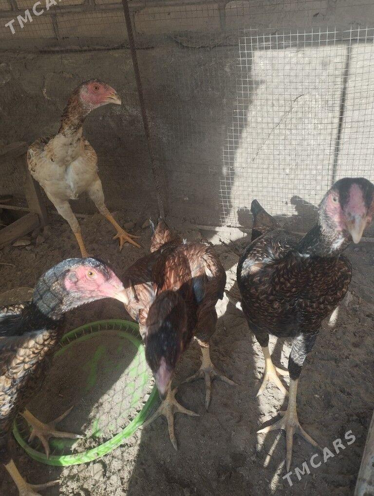 baysok tovuk - Ходжамбаз - img 1