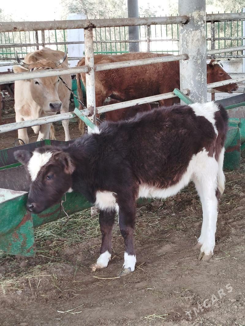 Galysteyin tuwe - Aşgabat - img 1