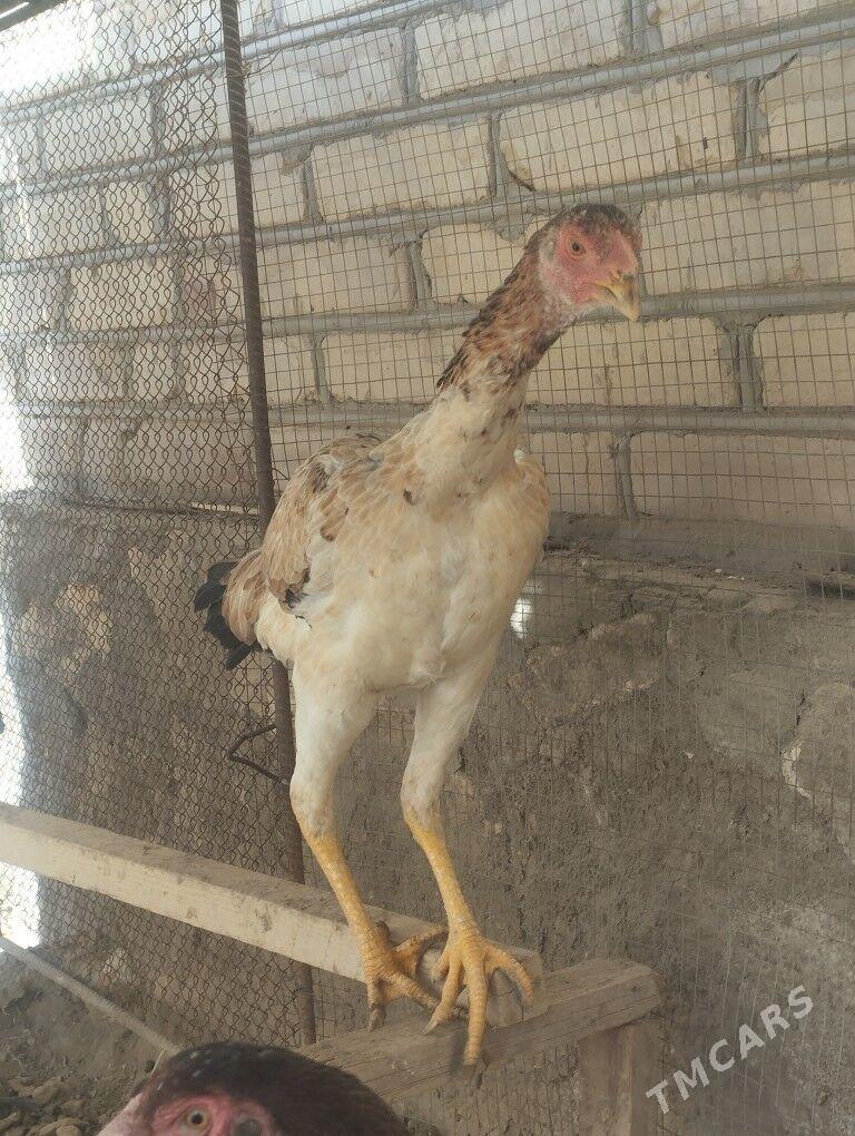 baysok tovuk - Ходжамбаз - img 2