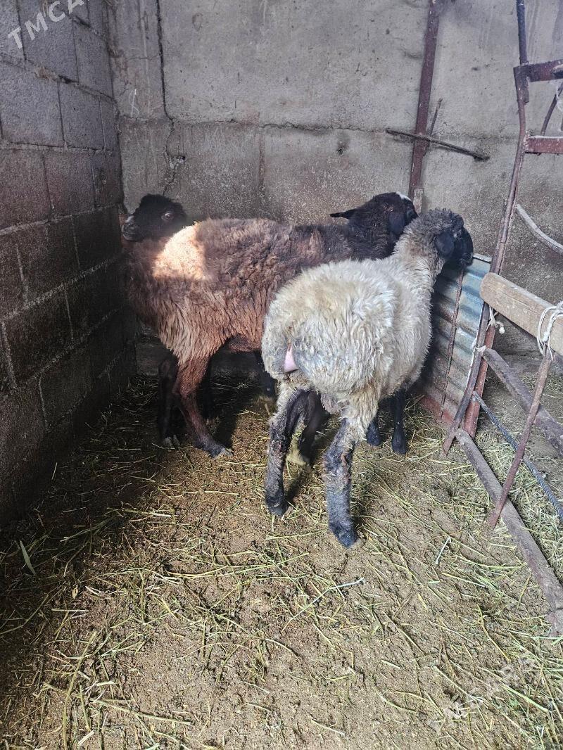 Goyun isek - Bäherden - img 1