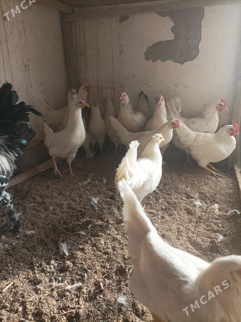 Mesny towuk - Çärjew - img 4