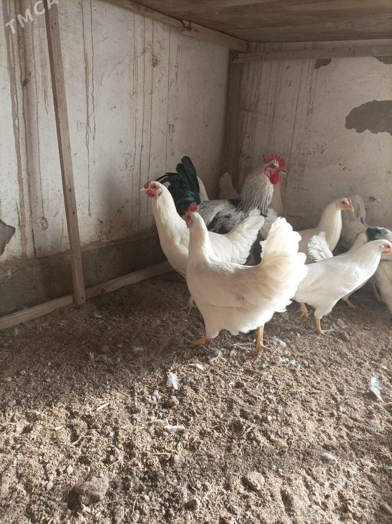 Mesny towuk - Çärjew - img 2