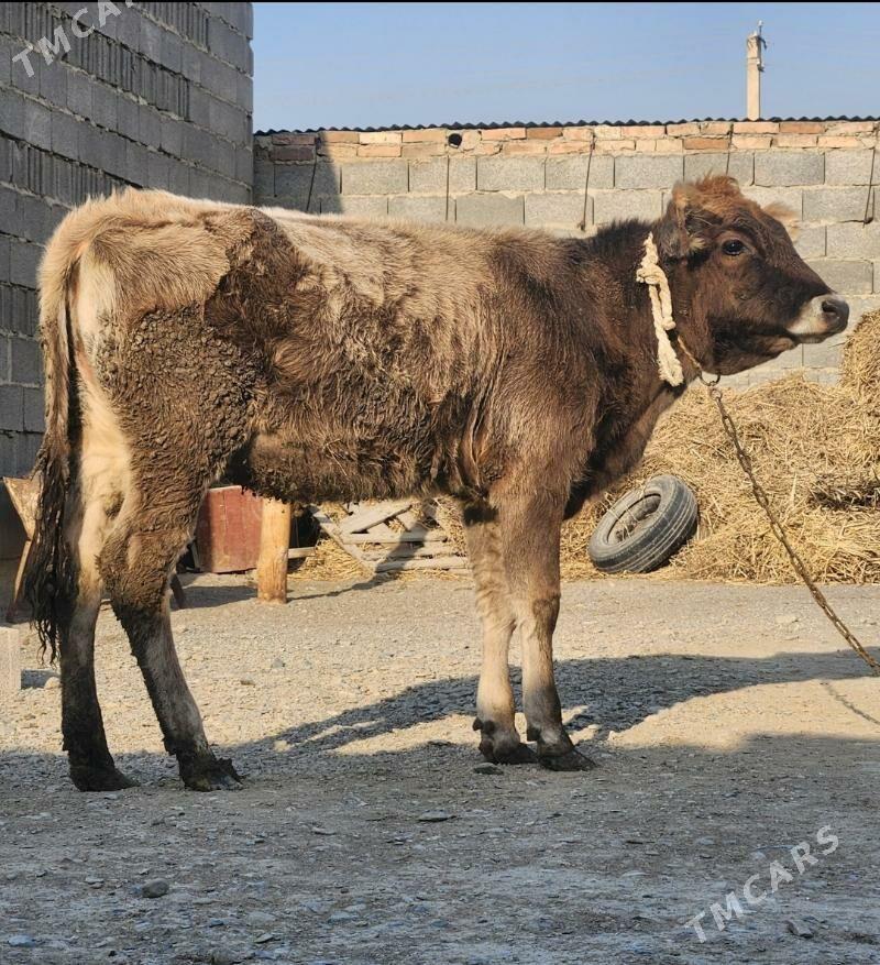 tuwe - Bäherden - img 1