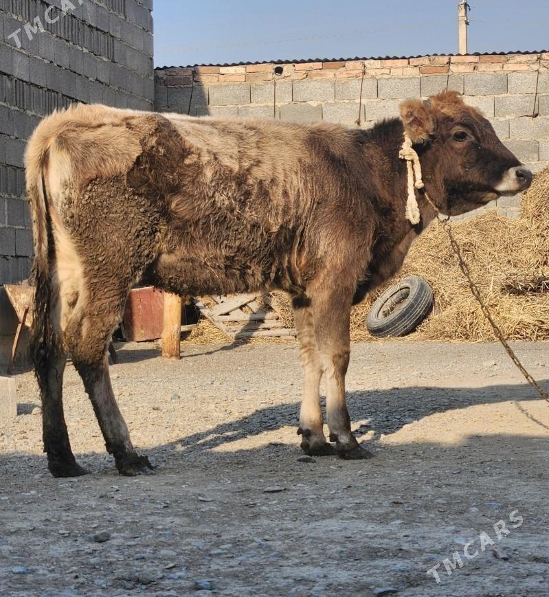 tuwe - Bäherden - img 2