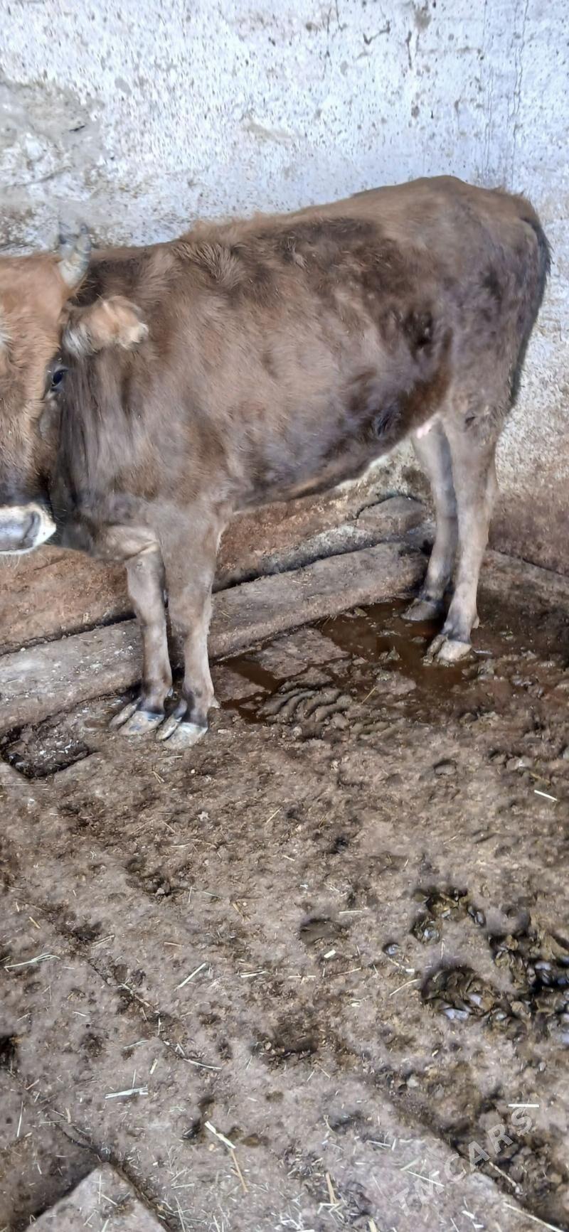 tuwe - Gyzylarbat - img 1