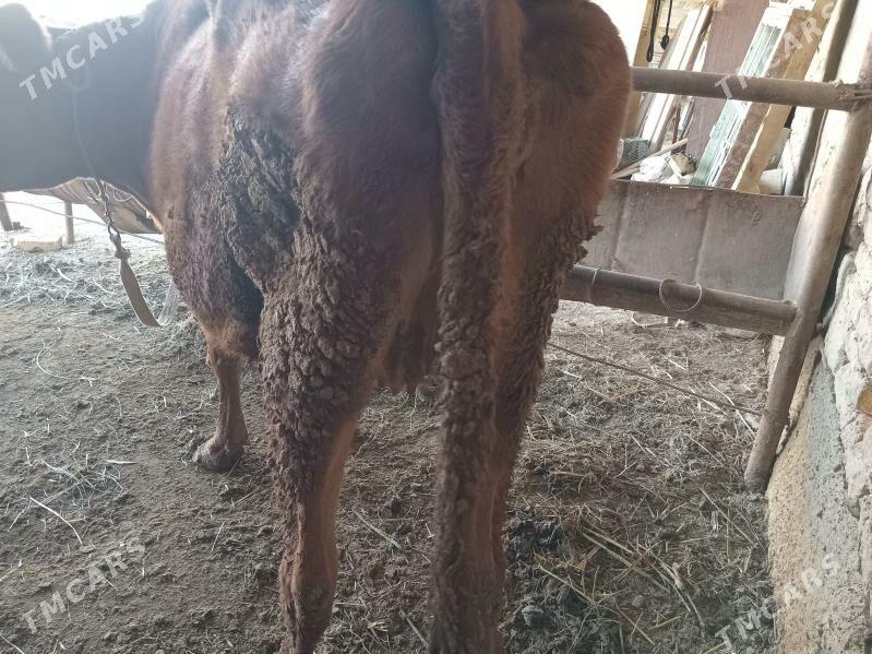 bogaz sygyr - Murgap - img 2