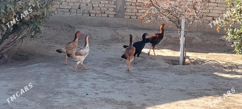 baÿsow mâki - Анев - img 1