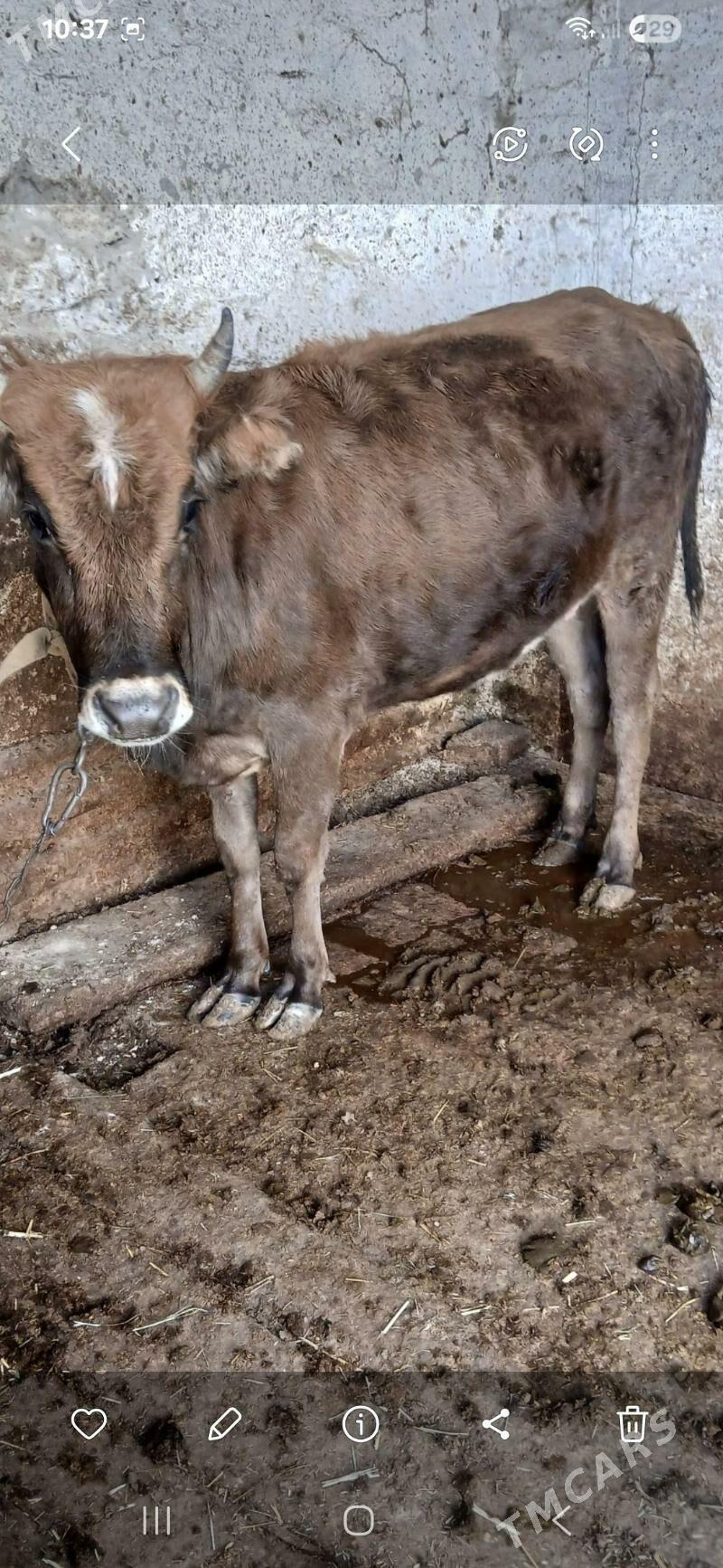 tuwe - Gyzylarbat - img 2