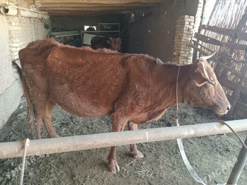 bogaz sygyr - Murgap - img 3