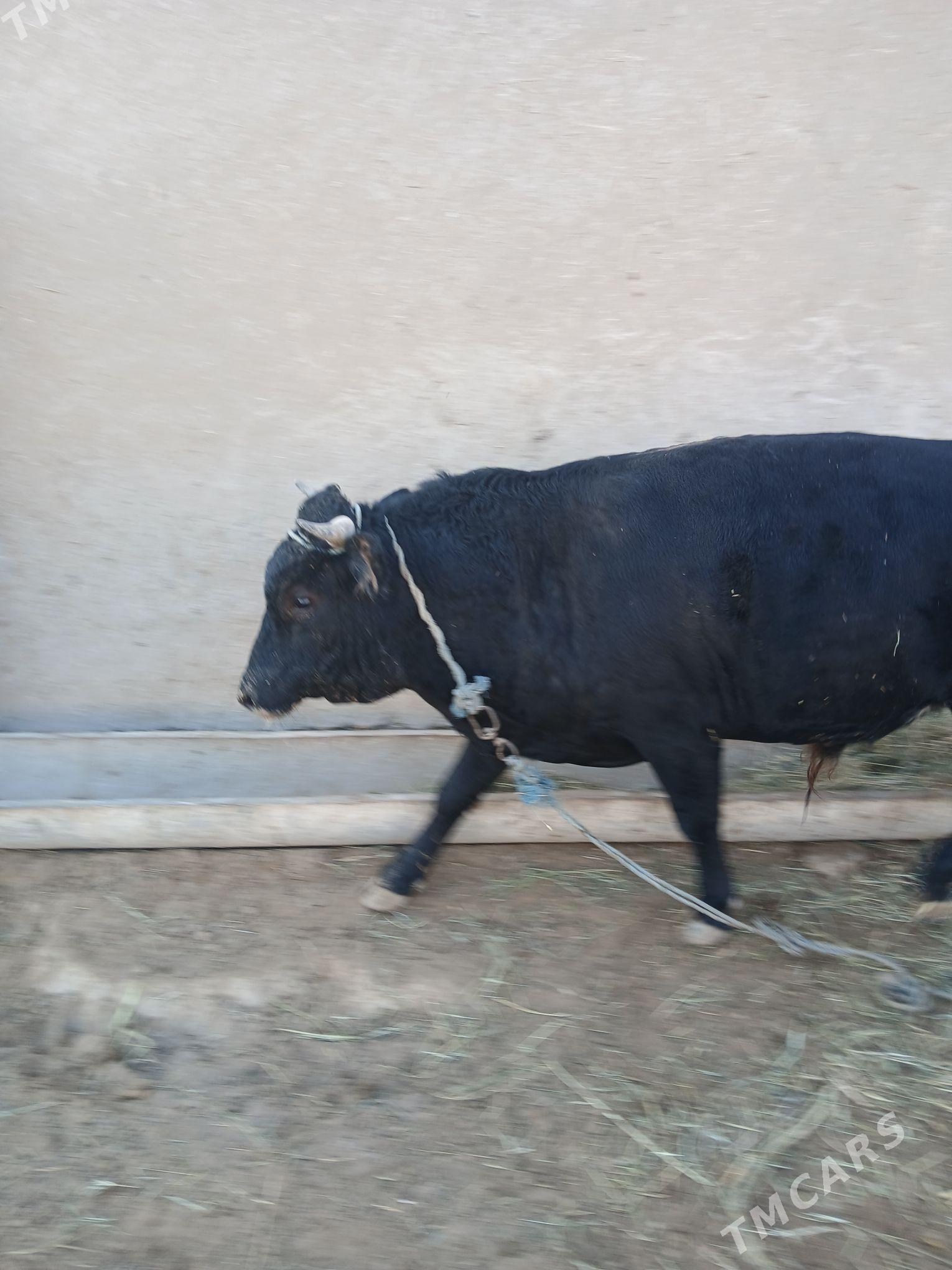 Öküz. - Gökdepe - img 1