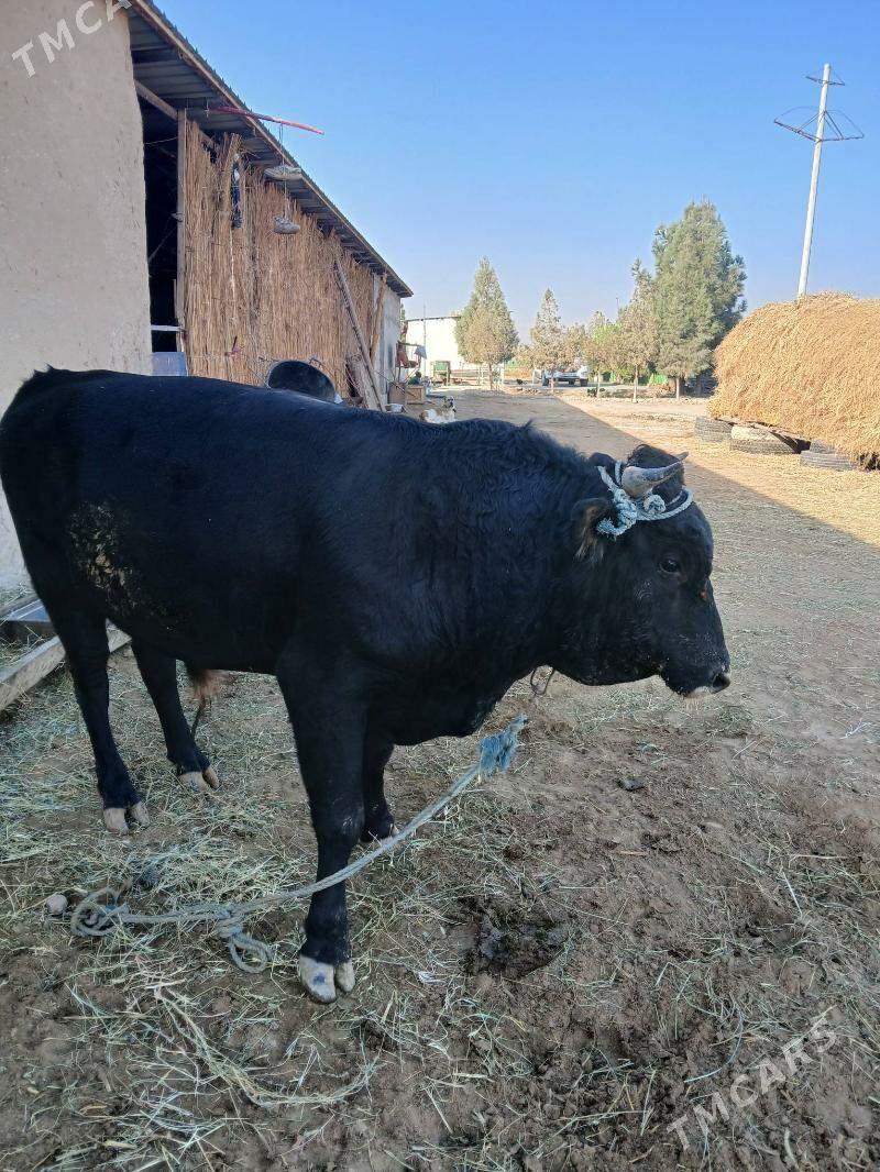 Öküz. - Gökdepe - img 4