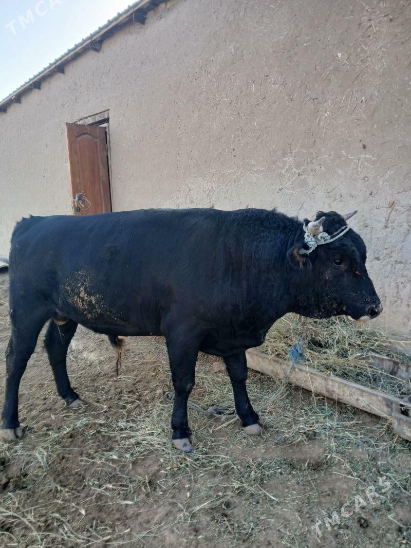 Öküz. - Gökdepe - img 5