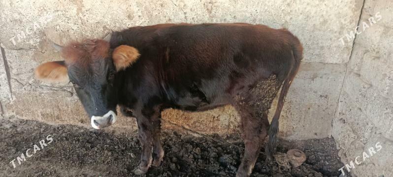 tüwe - Köşi - img 1