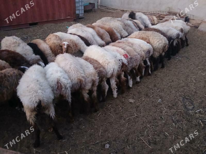 токлы - Балканабат - img 2